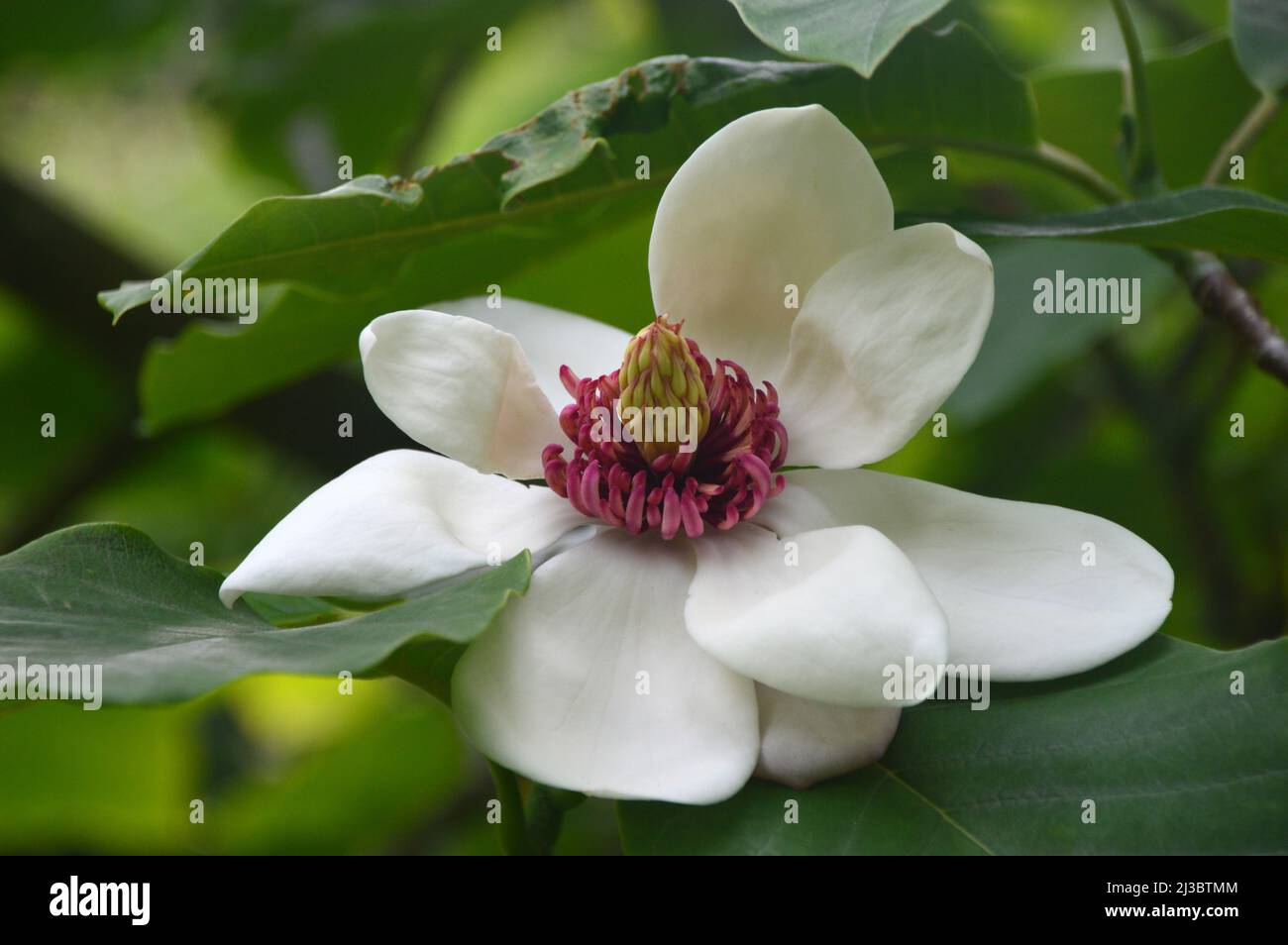 Singolo Ivory/White Magnolia x Wieseneri 'Aashild Kalleberg' Fiore coltivato a Holker Hall & Gardens, Lake District, Cumbria, Inghilterra, Regno Unito. Foto Stock