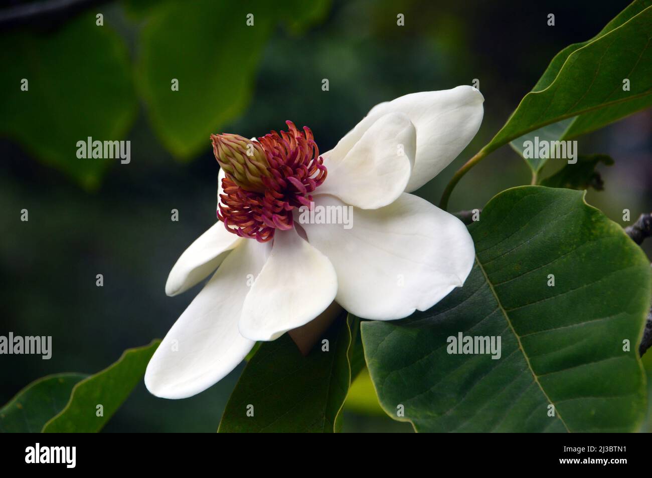 Singolo Ivory/White Magnolia x Wieseneri 'Aashild Kalleberg' Fiore coltivato a Holker Hall & Gardens, Lake District, Cumbria, Inghilterra, Regno Unito. Foto Stock