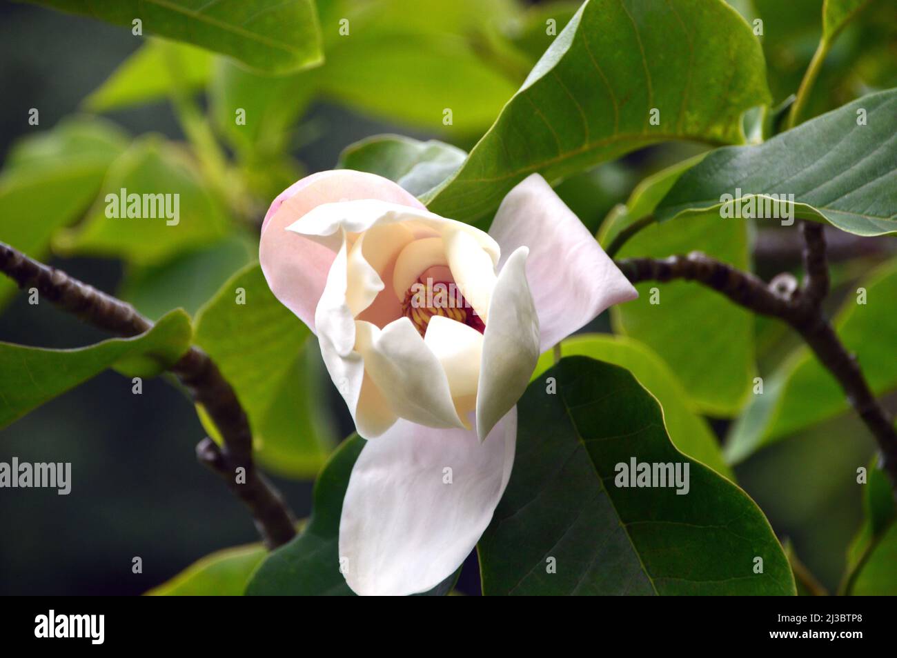 Singolo Ivory/White Magnolia x Wieseneri 'Aashild Kalleberg' Fiore coltivato a Holker Hall & Gardens, Lake District, Cumbria, Inghilterra, Regno Unito. Foto Stock