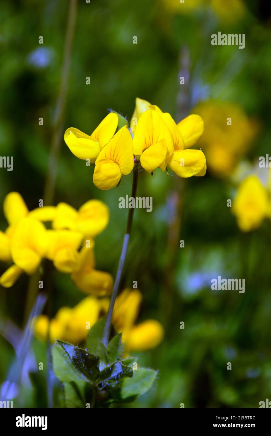 Yellow Bird's-Foot (Lotus Corniculatus) Fiori coltivati a Holker Hall & Gardens, Lake District, Cumbria, Inghilterra, Regno Unito. Foto Stock