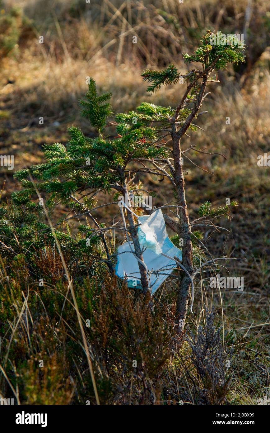 Maschera di plastica catturata su un piccolo albero, Highland Scozia Foto Stock