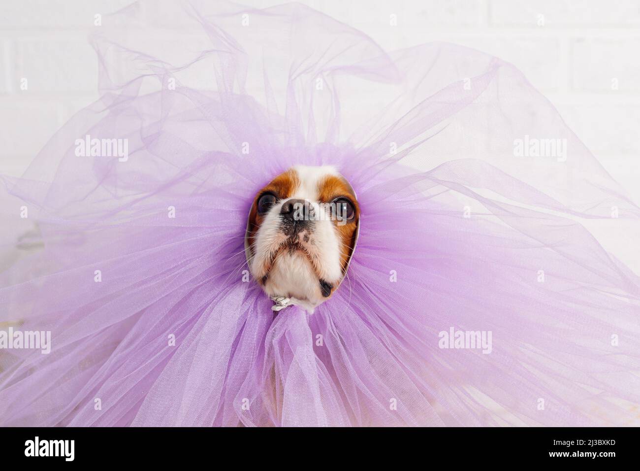 Ritratto di incredibile Cavalier re Charles spaniel indossando viola soffice organza mantello sul muso seduto al muro bianco. Foto Stock