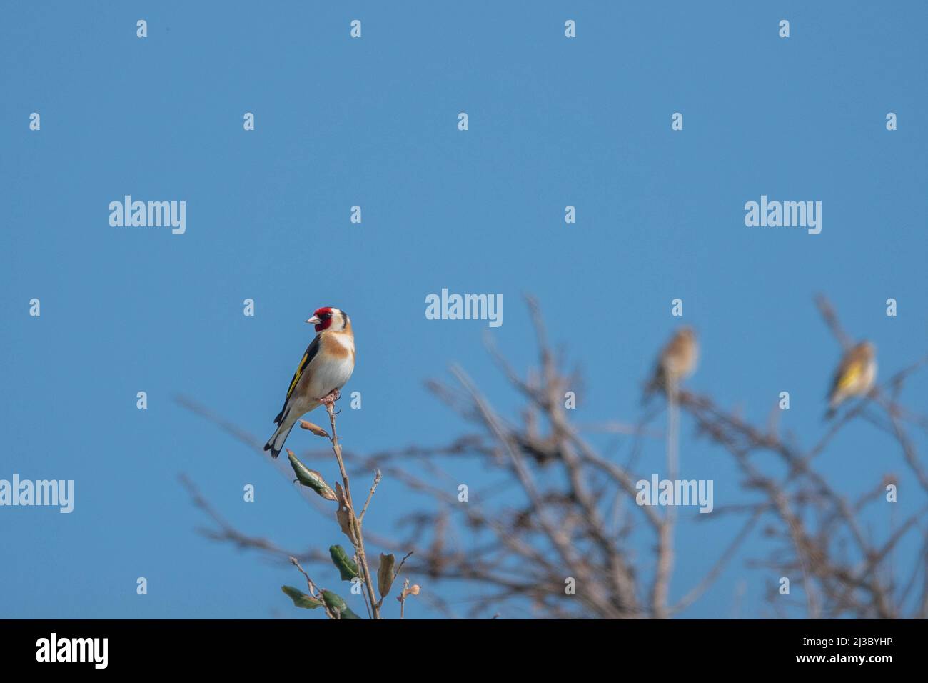 bellissimo goldfinch eurasiatico appollaiato su un ramo su uno sfondo blu cielo luminoso Foto Stock