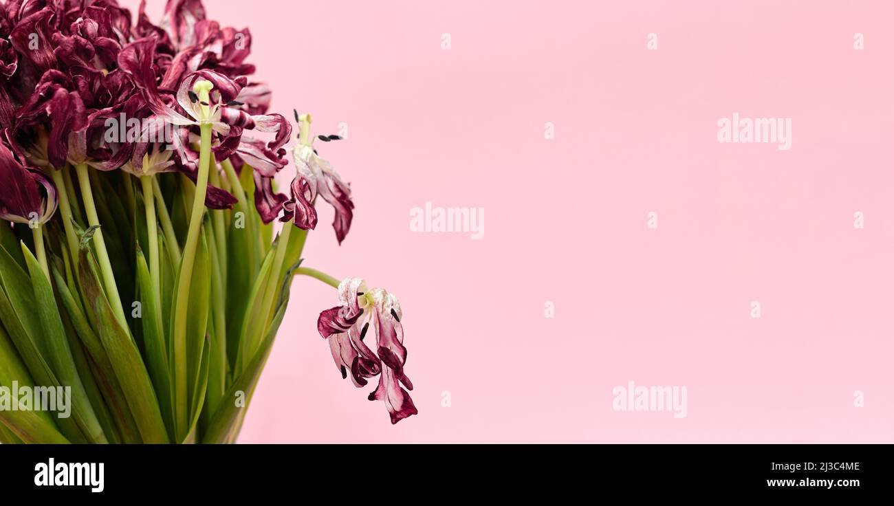 bouquet di tulipani morenti su sfondo rosa Foto Stock