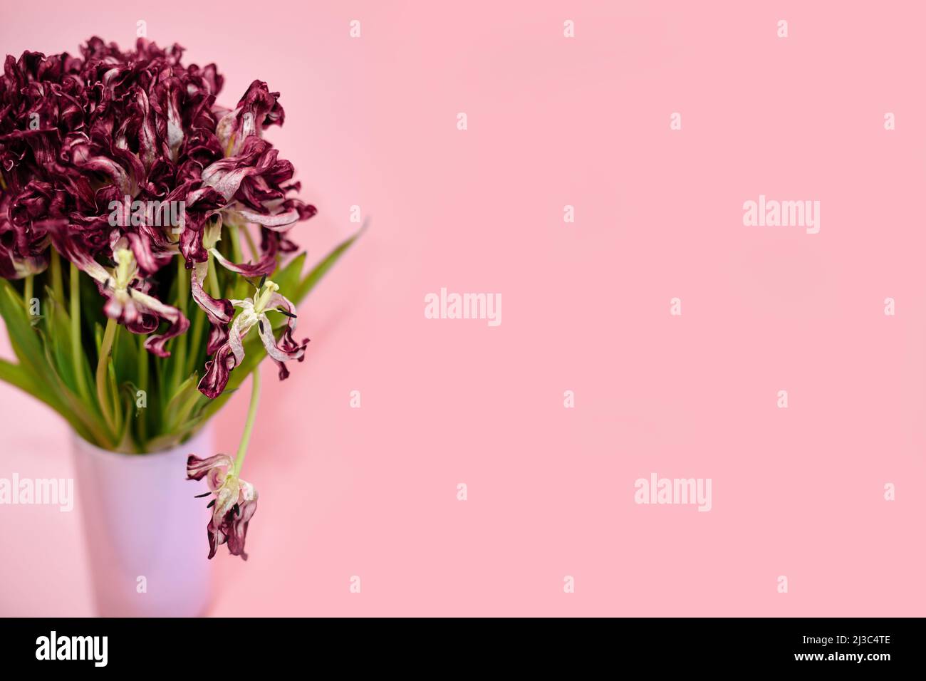 bouquet di tulipani morenti su sfondo rosa Foto Stock