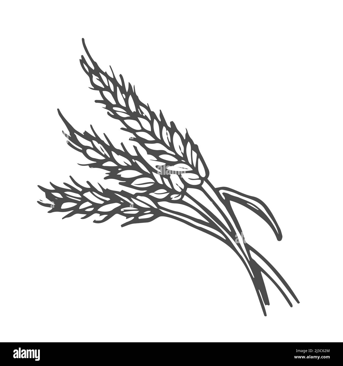 Pikelets di pianta di grano, illustrazione di doodle di vettore, disegno di mano, Illustrazione Vettoriale