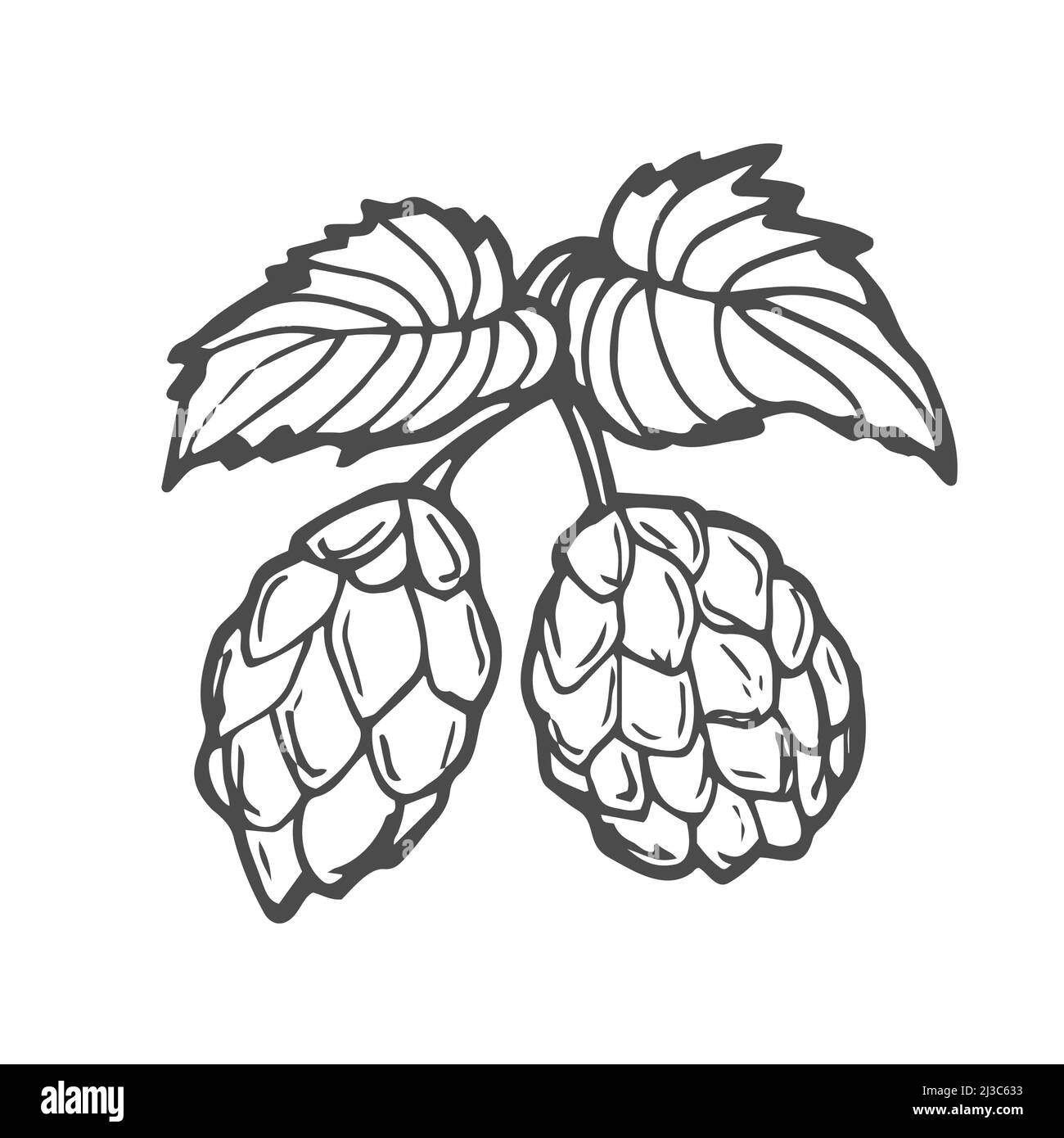 Birra hop in stile incisione isolato su sfondo bianco. Elemento di design per logo, etichetta, cartello, poster, volantino. Illustrazione Vettoriale