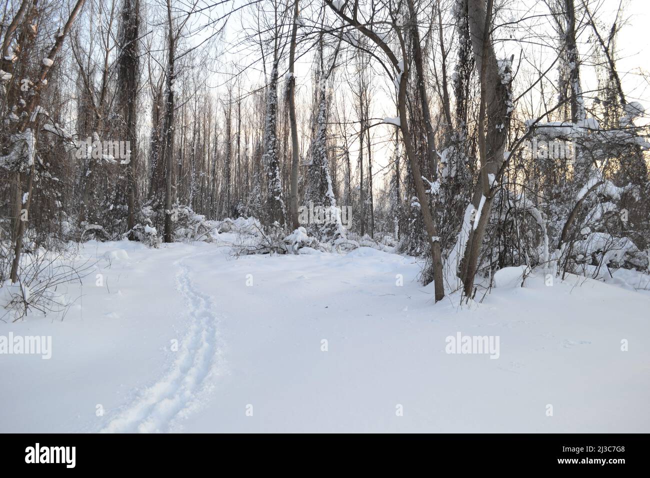 Foresta in inverno, coperto da una profonda copertura bianca invernale. Foto Stock