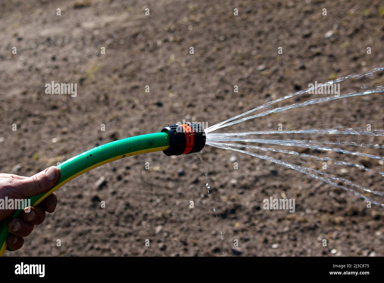 Uomo che tiene tubo per innaffiare piante in un giardino. Un potente getto, un flusso d'acqua pulita, gocce puntate sulle piante, su un prato. Cura del giardino in estate Foto Stock