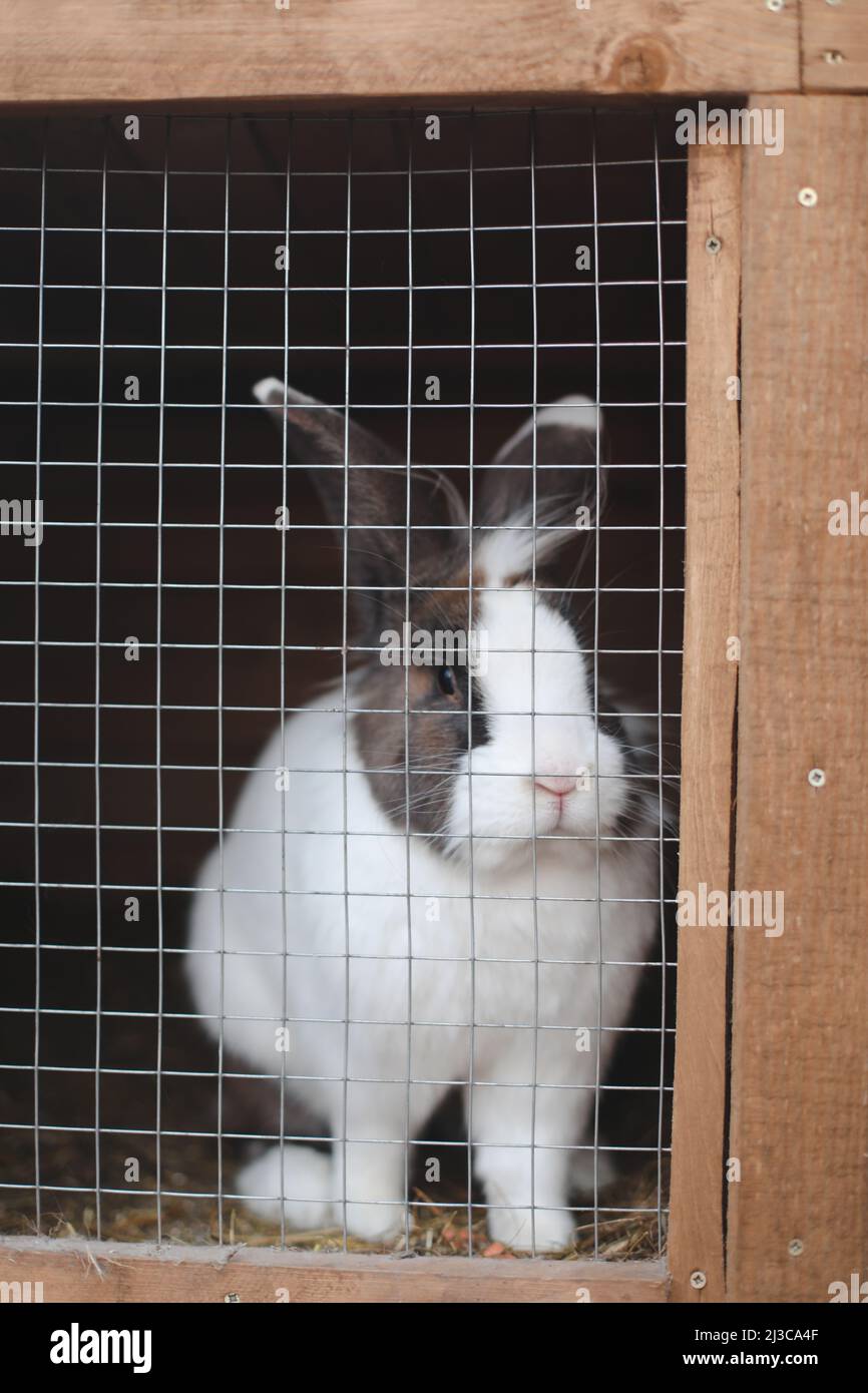 Conigli di fattoria nazionale in gabbia in allevamenti di animali. Animali di cibo di bestiame in gabbia. Primo piano di coniglio animale domestico all'interno di un hutch. Allevamento di conigli domestici. Foto Stock