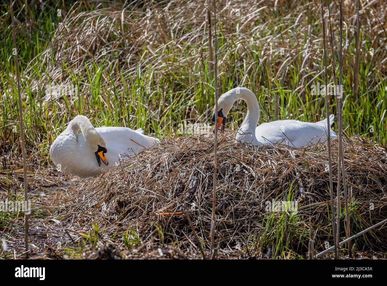 Coppia di cigni muti con roverella aperta in letto di canna - uno sul nido. Foto Stock