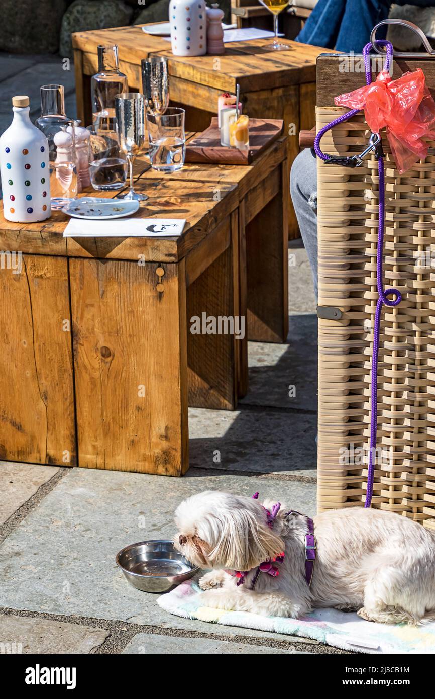 Colazione in un piccolo caffè accogliente con un cane Pekinese di fronte alla sedia in vimini sull'isola di Sylt, Germania. Foto Stock