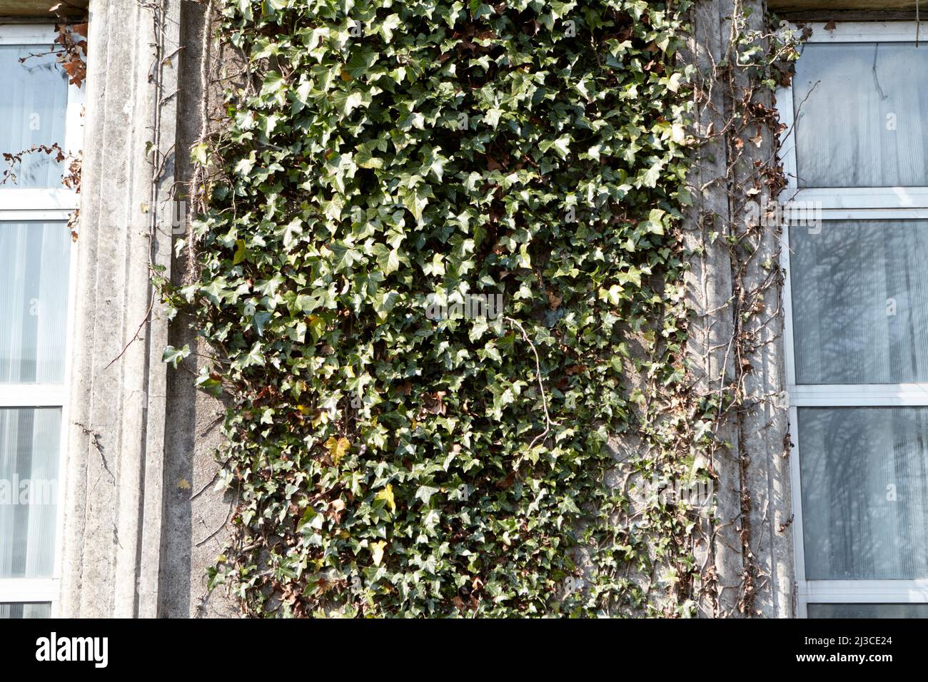 ivy che cresce sulle mura di un edificio georgiano nella contea di castlebar mayo repubblica d'irlanda Foto Stock
