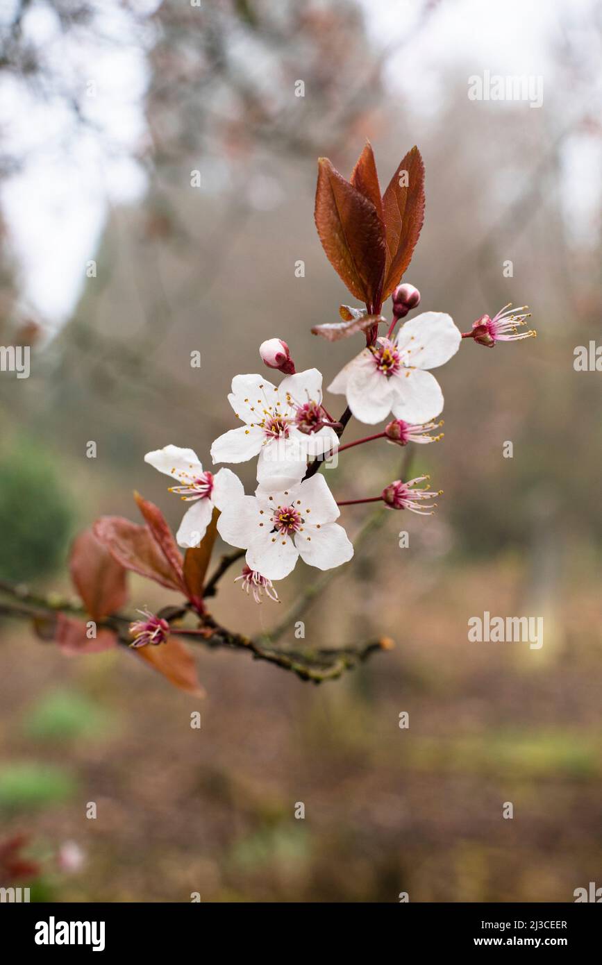 Fiori ornamentali di prugna di ciliegio Prunus cerasifera a metà marzo. Hampshire, Inghilterra meridionale Foto Stock