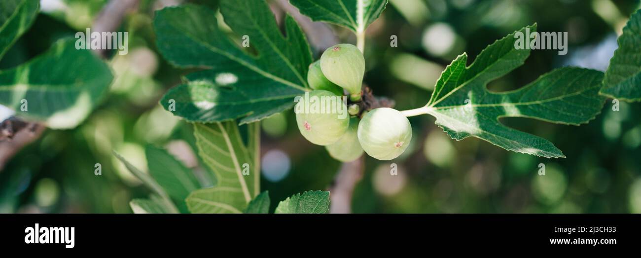 fichi verdi non maturi frutti sul ramo di un fico o o sicomina con foglie di piante coltivate su giardino selvatico fattoria homesteading in sole giorno d'estate. ba Foto Stock