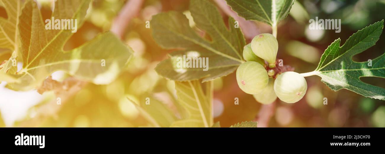 fichi verdi non maturi frutti sul ramo di un fico o o sicomina con foglie di piante coltivate su giardino selvatico fattoria homesteading in sole giorno d'estate. ba Foto Stock