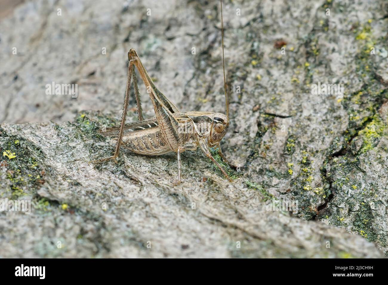 Primo piano su un cespuglio-cricket bruno-spotted , Platycleis tessellata seduta su un pezzo di legno Foto Stock