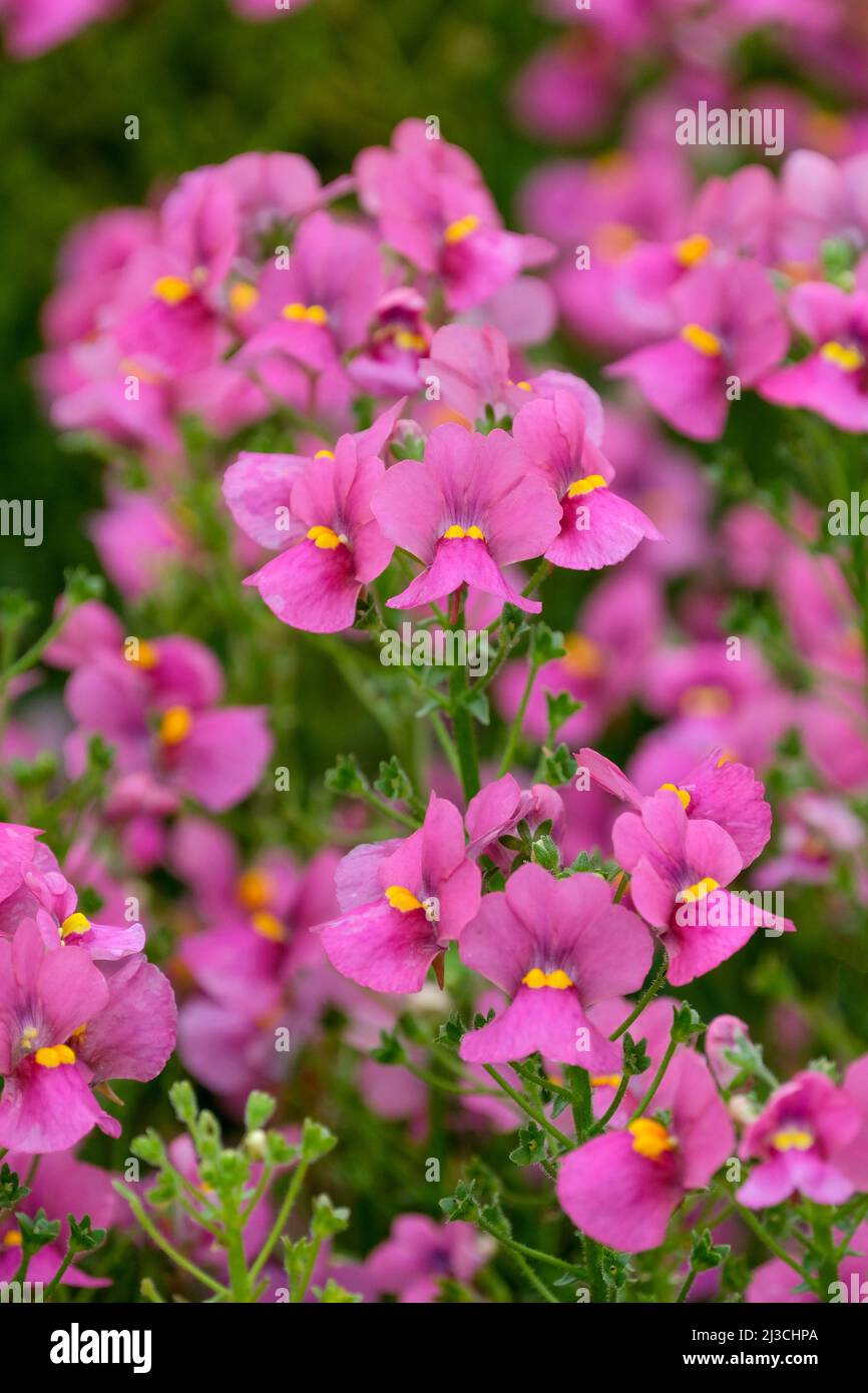 Nesia 'Spring Blush' Nemesia Hybrid, nemesia ibrido, rosa con fiori di cuore gialli Foto Stock