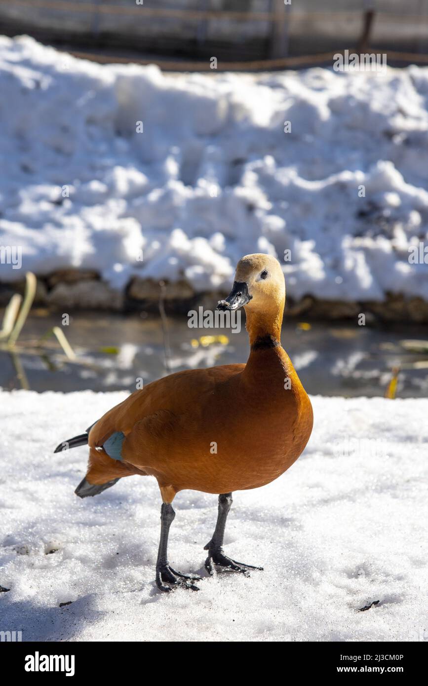 Anatra ogar sulla neve bianca in una giornata invernale soleggiata. Foto Stock