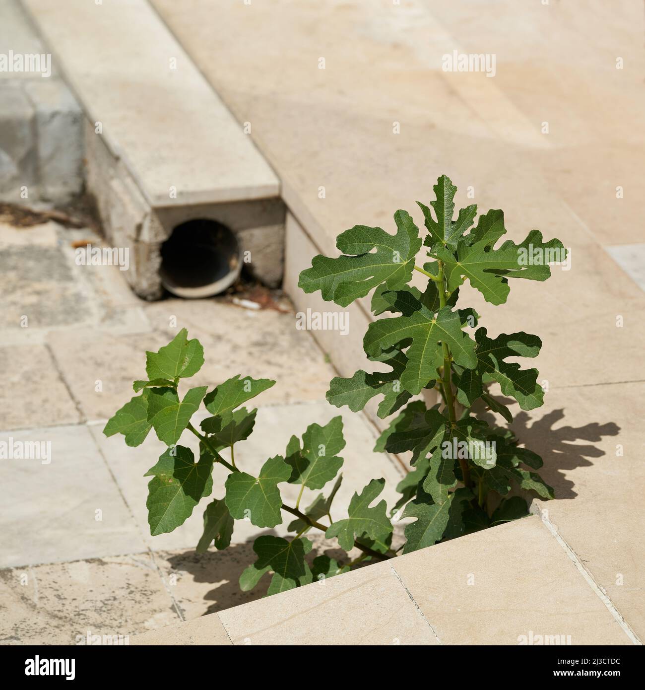 Lotta per la sopravvivenza di un giovane fico sui gradini di una casa abbandonata nella città di Krk in Croazia Foto Stock