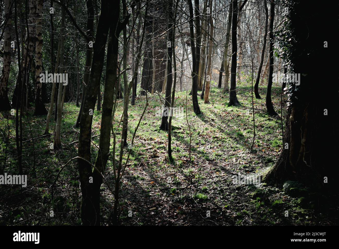 Boschi scuri e spoky con la luce applaiata che si riversa attraverso gli alberi Foto Stock