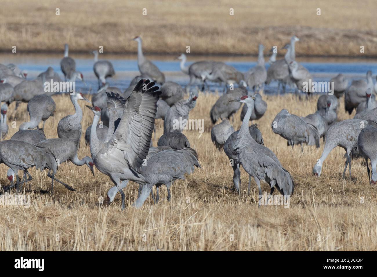 Greater Sandhill si trova al Monte Vista National Wildlife Refuge in Colorado. Migrazione stagionale attraverso la valle di San Luis con il Monte San Juan Foto Stock