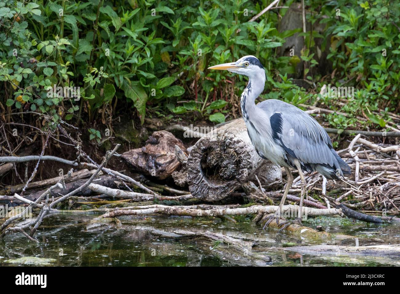 Erone grigio (Ardea cinerea), adulto in piedi al bordo delle acque circondato da fogliame Foto Stock