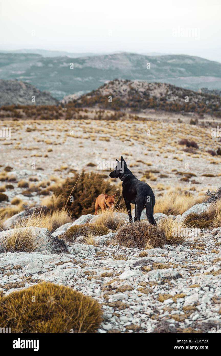 Cani marroni e neri in piedi su terreno roccioso e girare la testa lontano mentre osservano l'ambiente Foto Stock