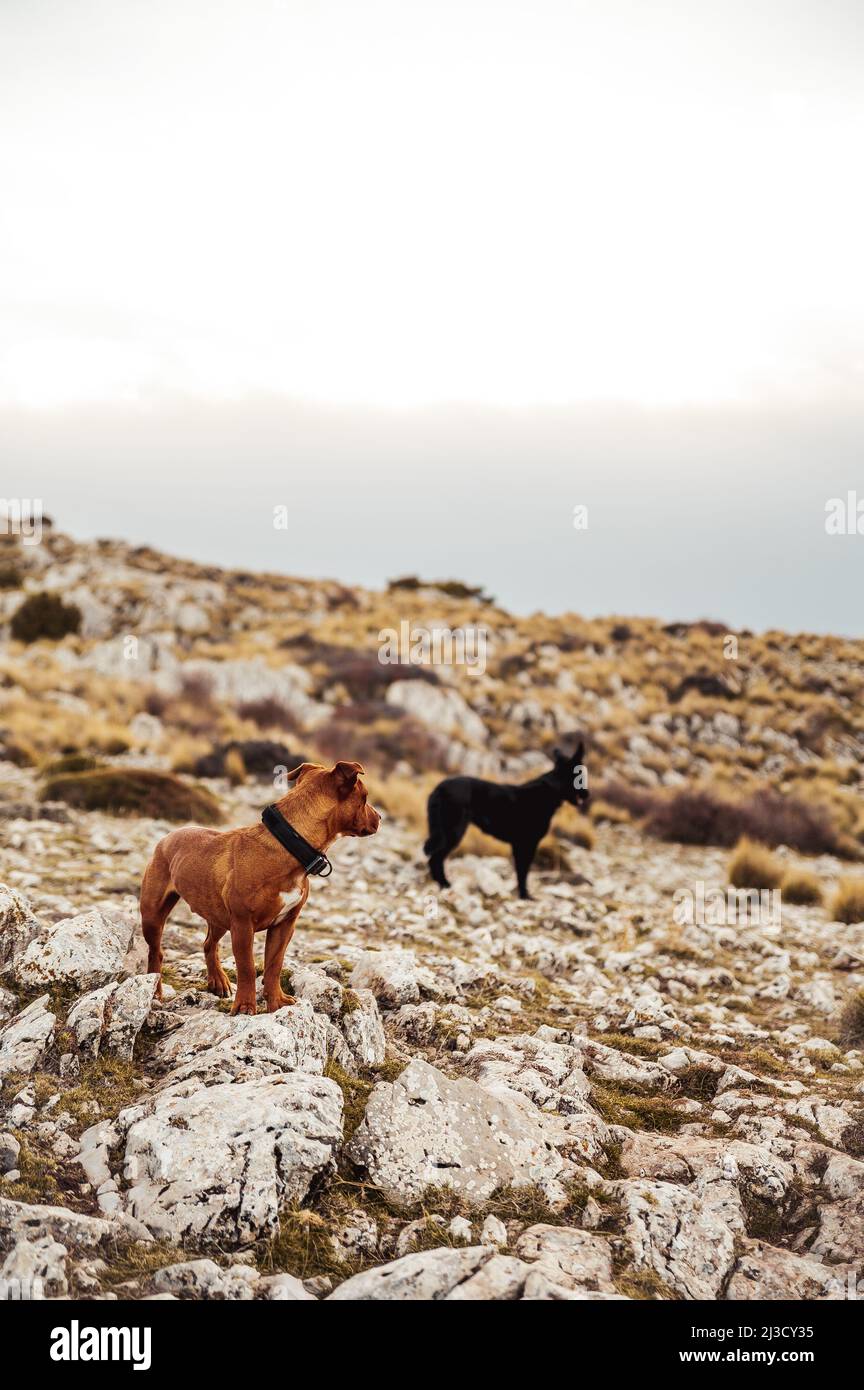 Cani marroni e neri in piedi su terreno roccioso e girare la testa lontano mentre osservano l'ambiente Foto Stock