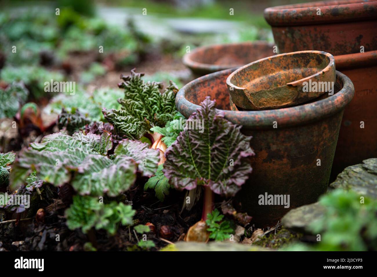Un giardino o orticoltura di fondo con terracotta vecchia e rotta e vasi di terracotta impilati in un cerotto di rabarbaro o orto con copia Foto Stock