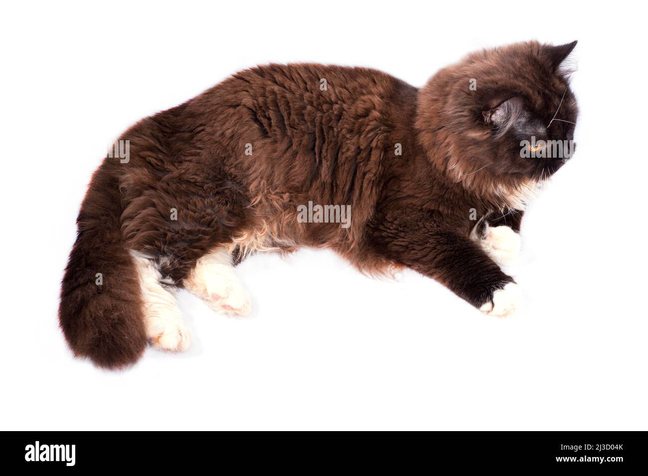 Gatto scozzese marrone a capelli lunghi giacente su sfondo bianco, immagine isolata, bellissimi gatti domestici, gatti in casa, animali domestici Foto Stock