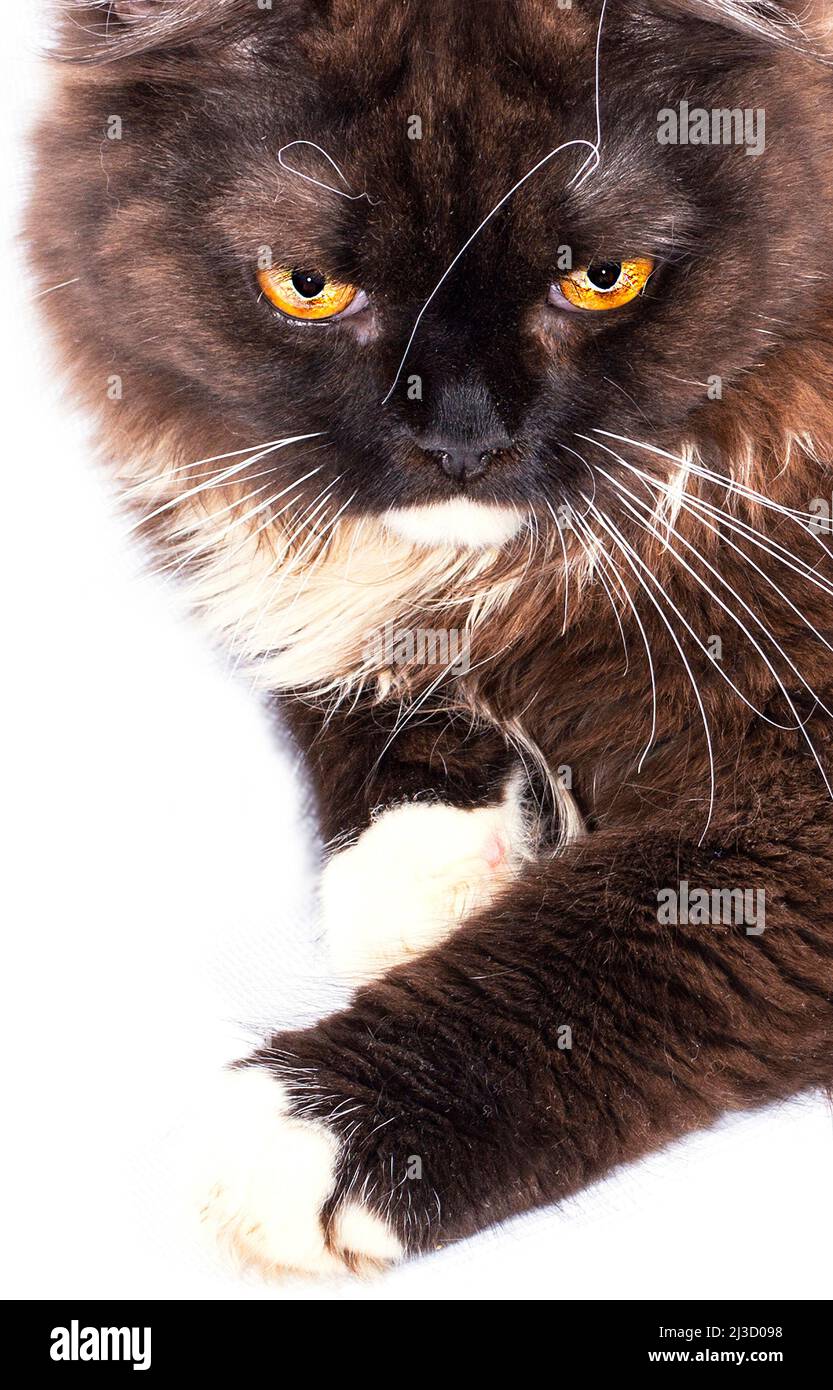 Bel ritratto faccia primo piano di un gatto scozzese marrone a capelli lunghi su sfondo bianco, immagine isolata, bellissimi gatti domestici, gatti in casa Foto Stock