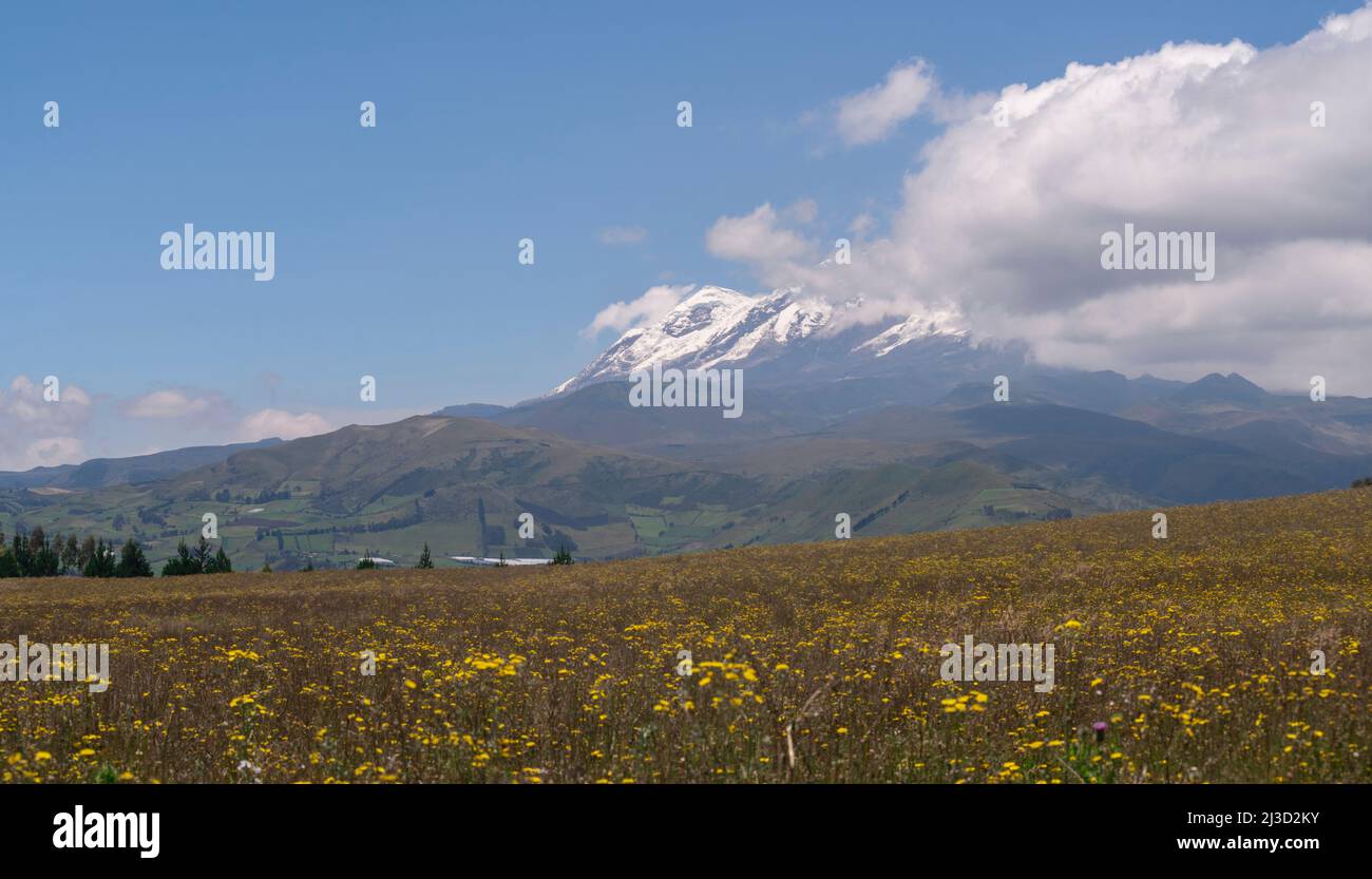 Vista panoramica del vulcano Cayambe sullo sfondo di un campo piantato con fiori gialli durante una mattinata di sole e cielo blu - Ecuador Foto Stock