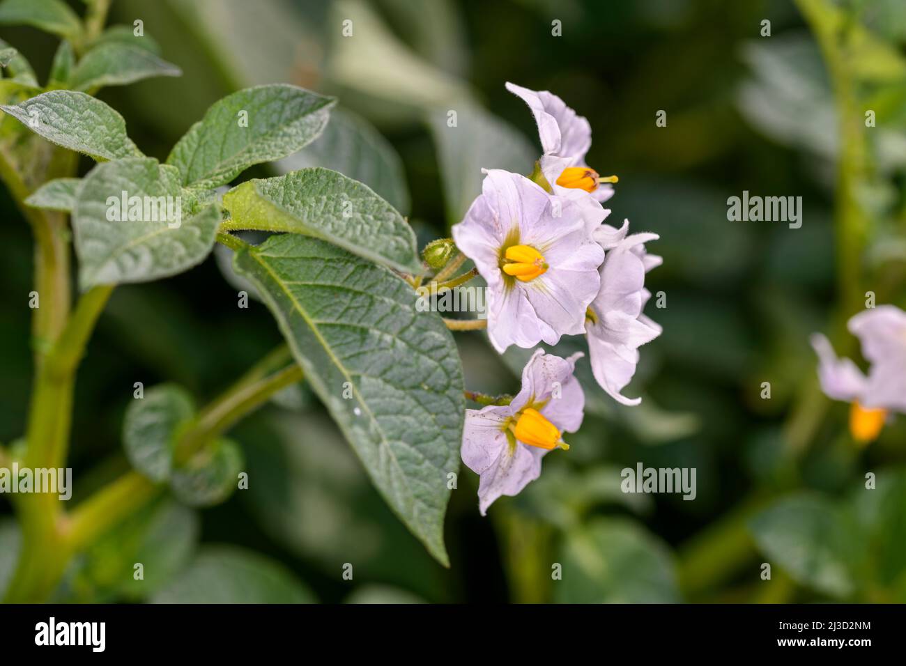 la-patata-un-tubero-amidaceo-della-pianta-solanum-tuberosum-ed-una