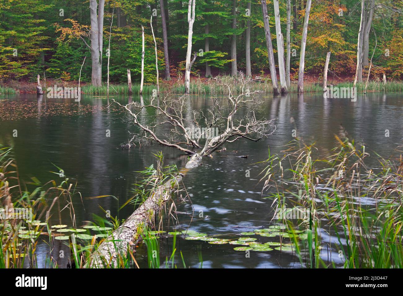 Schweingartensee in autunno, lago nelle colline di Serrahn / Serrahner Berge, Mecklenburgische Seenplatte distretto di Mecklenburg-Vorpommern, Germania Foto Stock