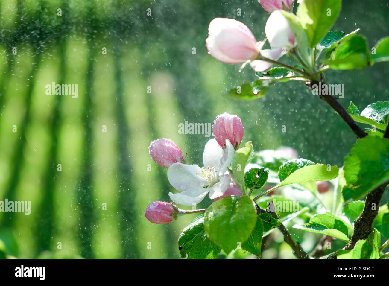 Bell'albero di mele in fiore. Apple Blossom White Pink Fiori con gocce d'acqua alla luce del sole. Primavera sfondo. Albero di frutta. Frutteto di primavera Foto Stock