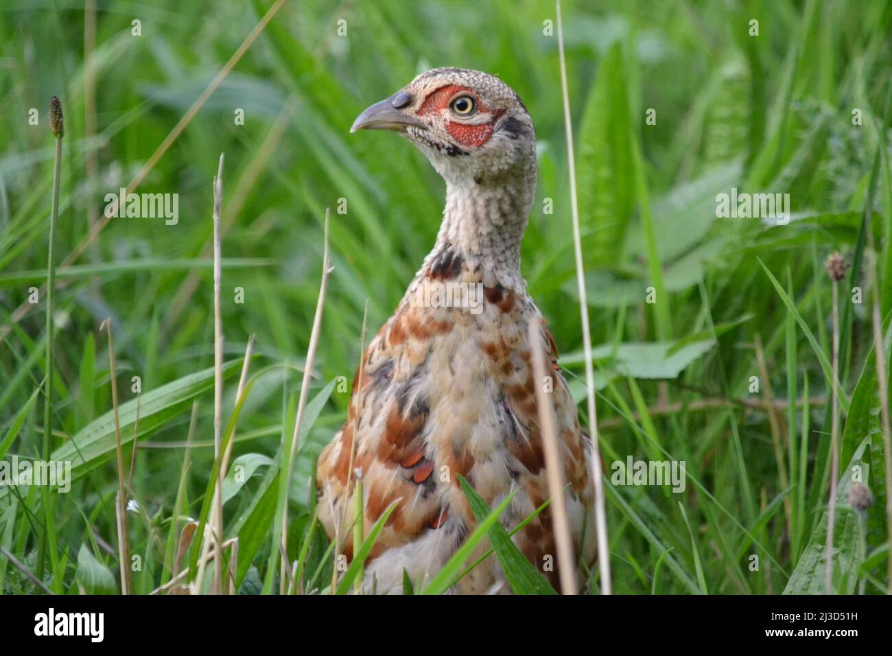 Fagiano giovanile in erba lunga - Phasianus Colchicus - Famiglia Phasianidae - un uccello selvatico di selvaggina - Filey digs - Yorkshire Regno Unito Foto Stock