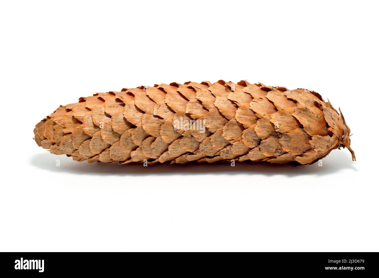 Norvegia Spruce (picea abies), primo piano di un unico cono maturo isolato su sfondo bianco. Foto Stock