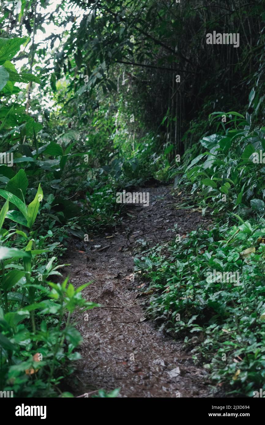 strada paludosa o sentiero circondato da fitta vegetazione e verde natura nelle giungle colombiane umide e belle. strada spaventosa per il sud americano ju Foto Stock