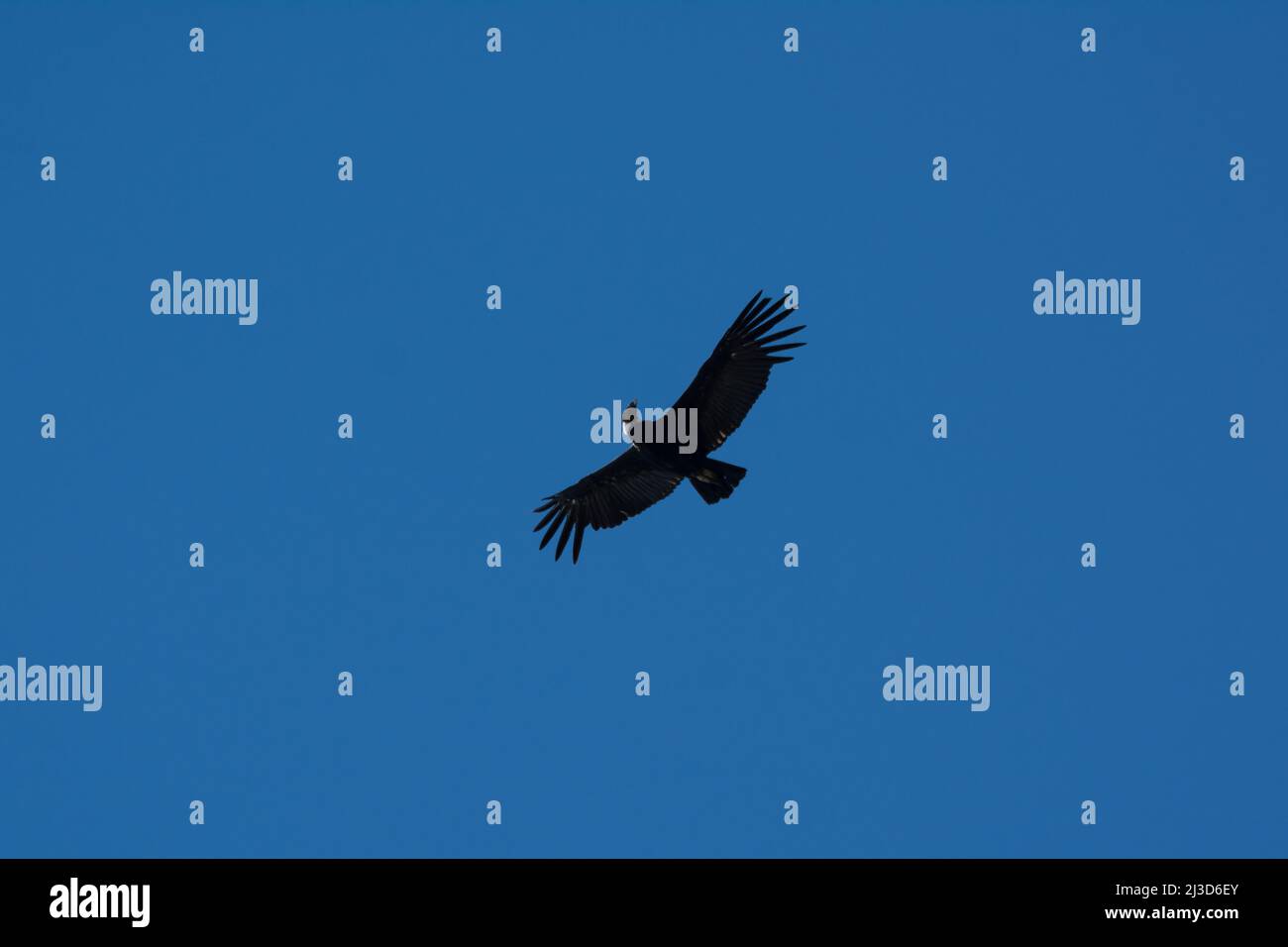 Il Condor andino vola in alto con le ali allungate Foto Stock