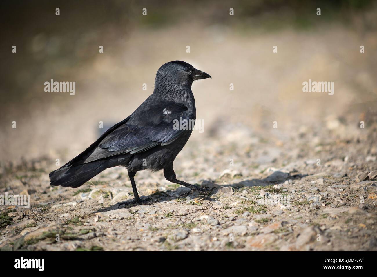 Jackdaw uccello camminare su ghiaia, West Sussex, Regno Unito Foto Stock