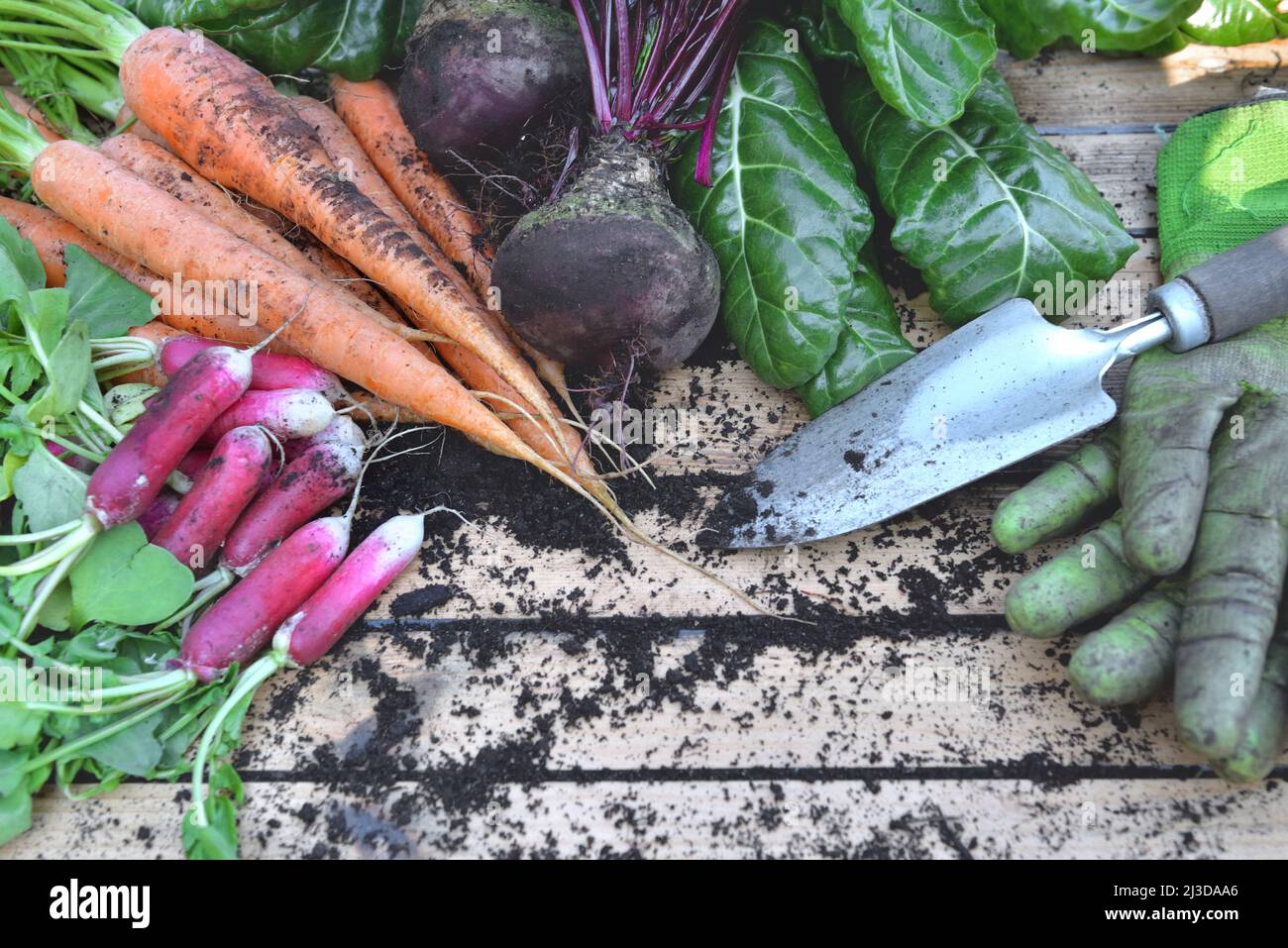 ortaggi biologici freschi raccolti dal giardino con guanti da giardinaggio e pala su un tavolo di legno Foto Stock