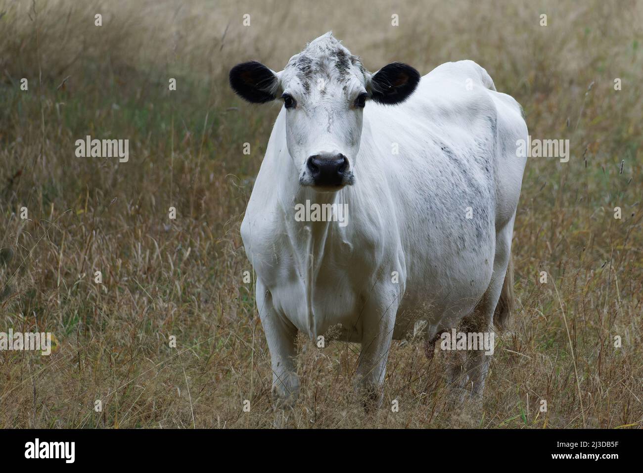 Singola vacca bianca in campo Foto Stock