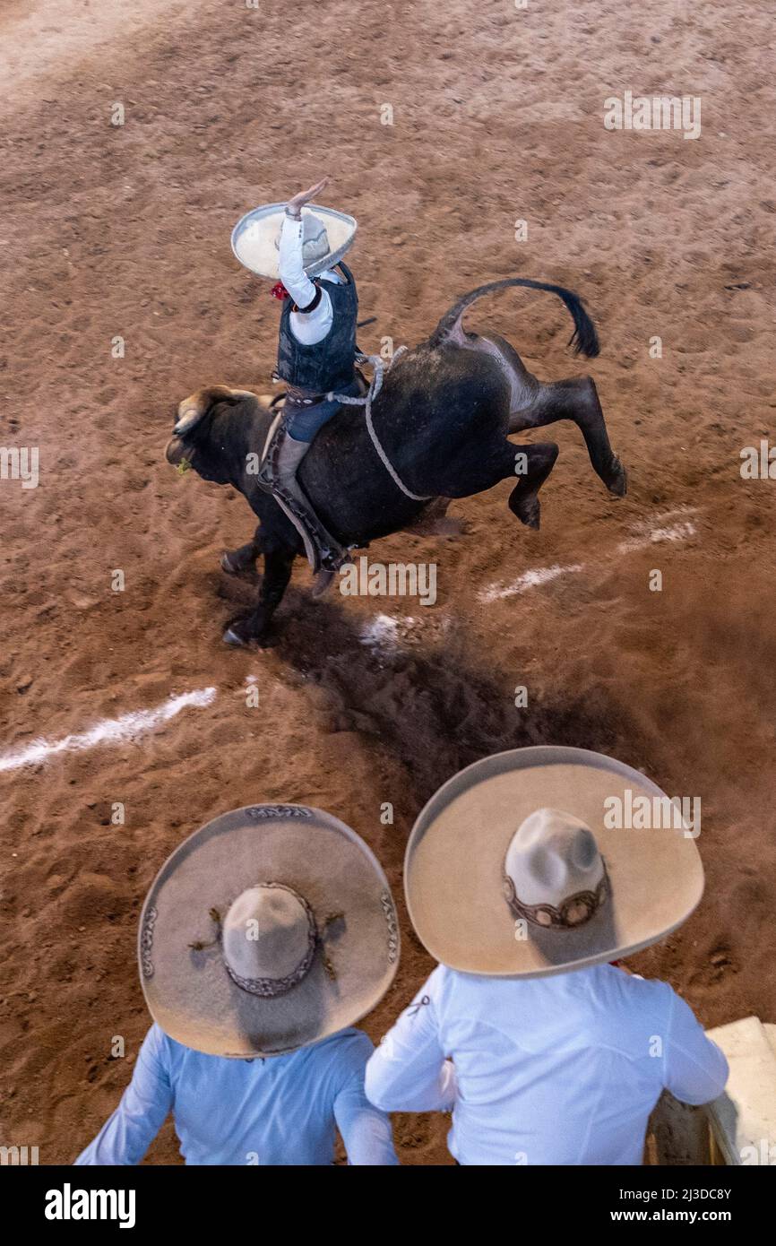 Un charro messicano, bareback cavalca un toro fuori dallo scivolo durante la gara di equitazione Jineteo de toro o toro al Campionato di Stato Charreria, Rancho El Pitayo, 3 aprile 2022 a Tlacote el Bajo, Queretaro, Messico. Le Charrerias tradizionali sono competizioni equestri dagli haciendas del vecchio Messico ed è l'origine del rodeo americano. Foto Stock