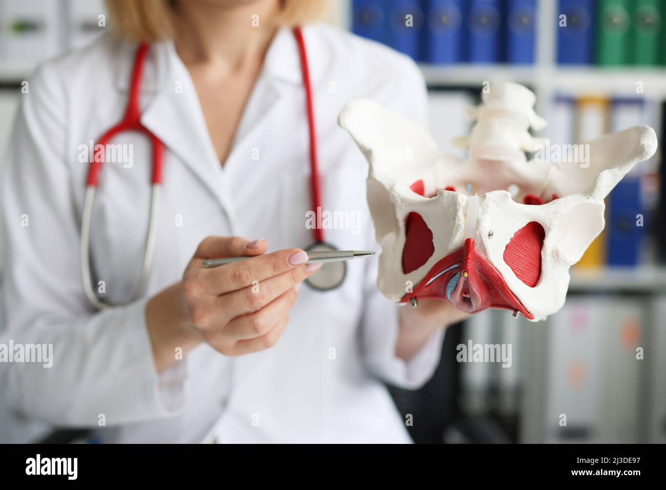 Il medico ginecologo tiene il modello delle ossa del pavimento pelvico Foto Stock