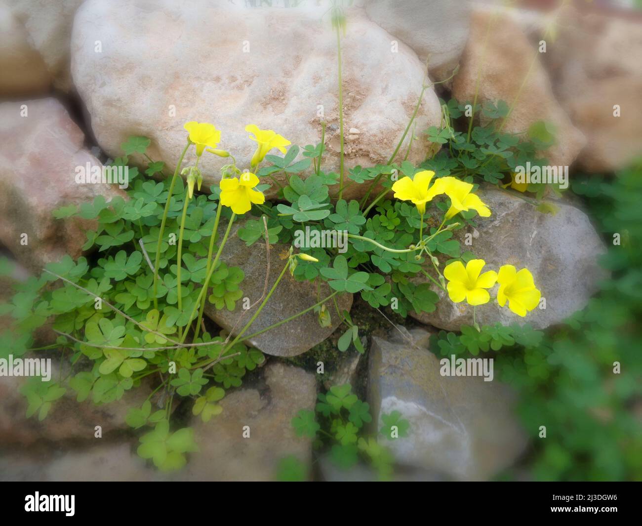 Radioso Asphodelus fiori di fioritura selvaggia lungo il sentiero Altea, Costa Dorada, Spagna Foto Stock