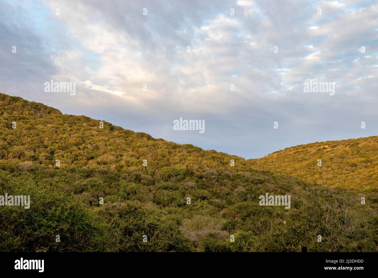 Paesaggio del Parco Nazionale degli Elefanti di Addo, Sudafrica Foto Stock