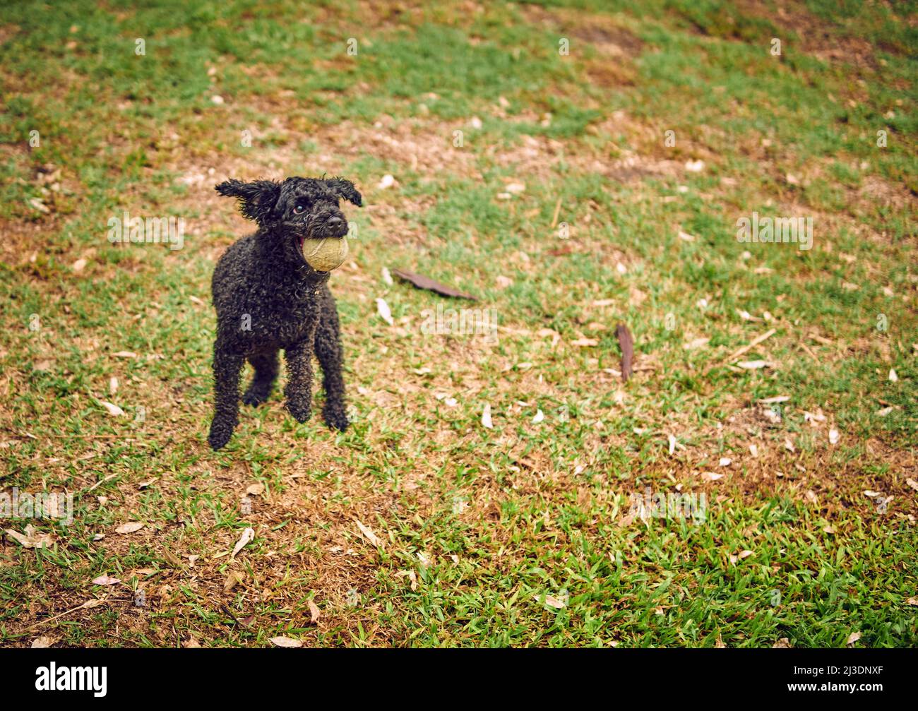 nero pallina giocare con una palla sul prato esterno. copiare spazio e fuoco selettivo Foto Stock