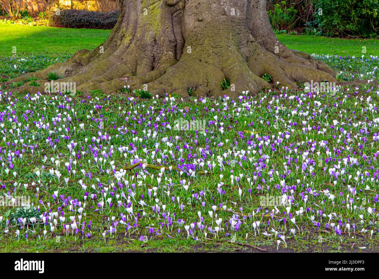 Fiori di Crocus che crescono sotto un vecchio albero su un prato in primavera. Foto Stock