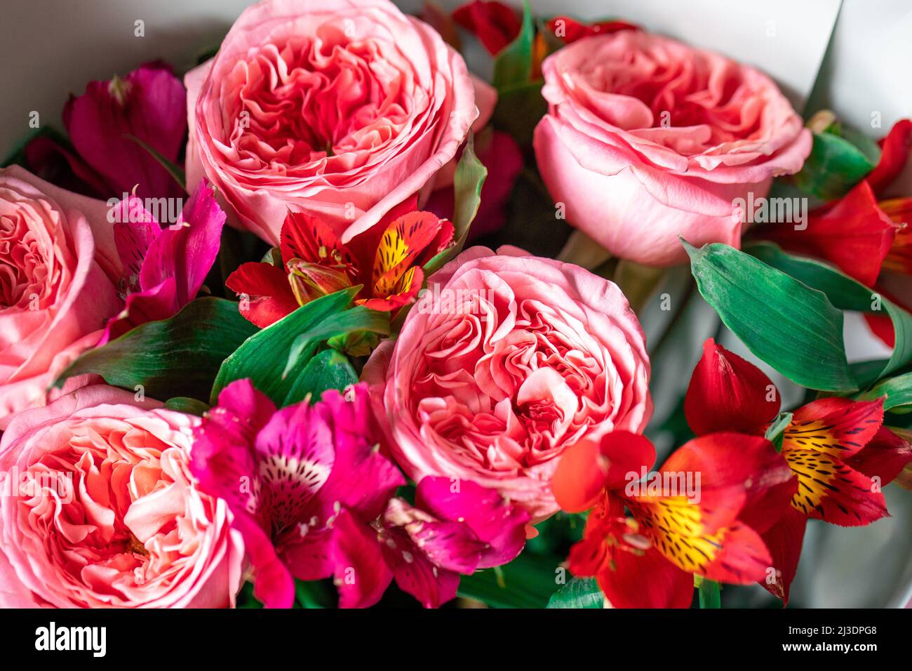 Rose di peonia. Isolato bel fiore rosa. Disposizione floreale full frame. Sfondo fiore, fiore giardino. Fiori orizzontali sfondo arte. Foto Stock